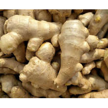 Air-Dried Ginger Organic Fresh Ginger From China